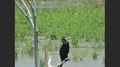 Karabatak » Great Cormorant » Phalacrocorax carbo
