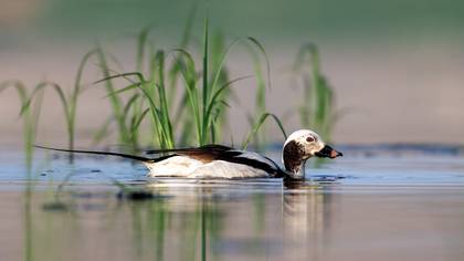 Telkuyruk » Long-tailed Duck » Clangula hyemalis