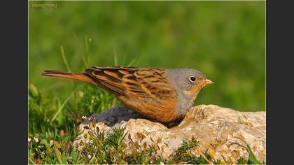 Kızıl kirazkuşu » Cretzschmar`s Bunting » Emberiza caesia