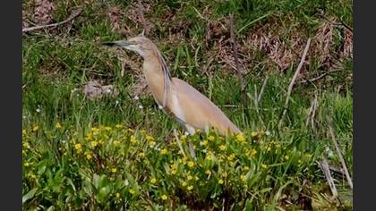 Alaca balıkçıl » Squacco Heron » Ardeola ralloides