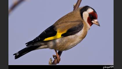 Saka » European Goldfinch » Carduelis carduelis