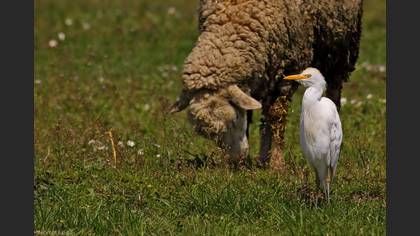 Sığır balıkçılı » Western Cattle Egret » Ardea ibis