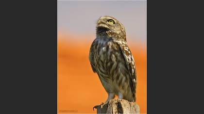 Kukumav » Little Owl » Athene noctua
