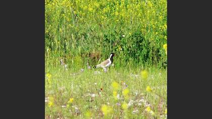 Büyük kızkuşu » Red-wattled Lapwing » Vanellus indicus