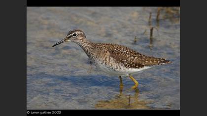 Orman düdükçünü » Wood Sandpiper » Tringa glareola