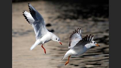 Karabaş martı » Black-headed Gull » Chroicocephalus ridibundus