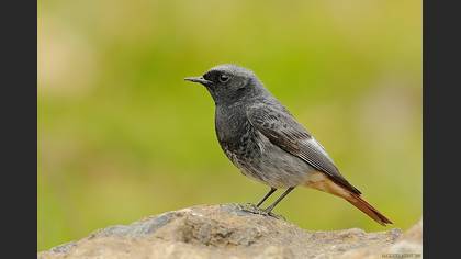 Kara kızılkuyruk » Black Redstart » Phoenicurus ochruros