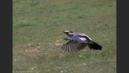 Alakarga