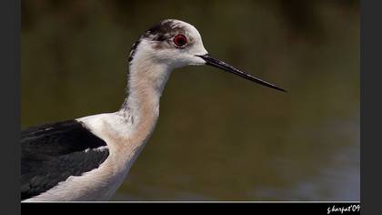 Uzunbacak » Black-winged Stilt » Himantopus himantopus