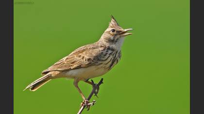 Tepeli toygar » Crested Lark » Galerida cristata