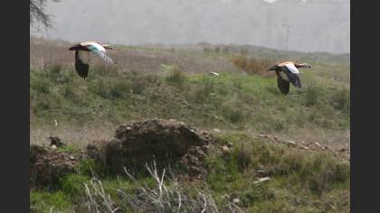 Angıt