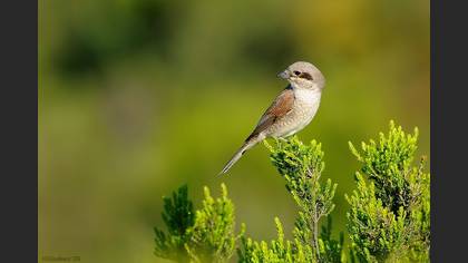Kızılsırtlı örümcekkuşu » Red-backed Shrike » Lanius collurio