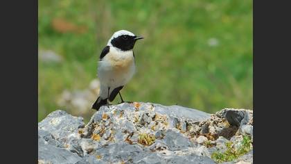 Karakulaklı kuyrukkakan » Black-eared Wheatear » Oenanthe melanoleuca