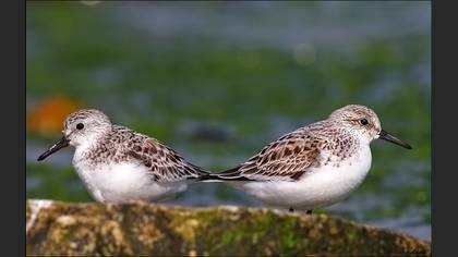 Ak kumkuşu » Sanderling » Calidris alba