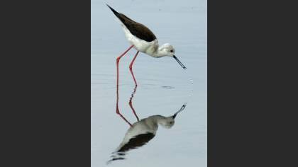 Uzunbacak » Black-winged Stilt » Himantopus himantopus