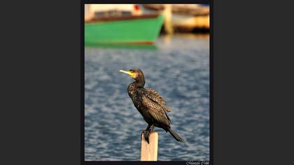 Karabatak » Great Cormorant » Phalacrocorax carbo