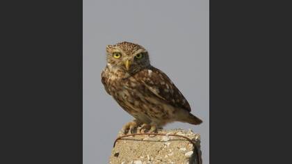 Kukumav » Little Owl » Athene noctua