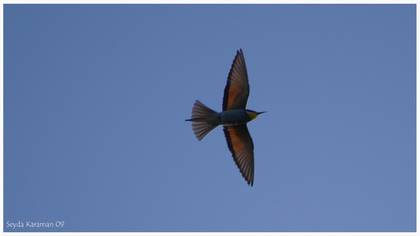 Arıkuşu » European Bee-eater » Merops apiaster