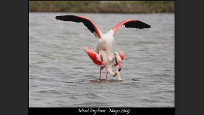Flamingo