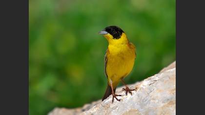 Karabaşlı kirazkuşu » Black-headed Bunting » Emberiza melanocephala