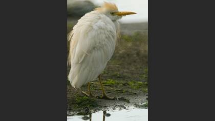 Sığır balıkçılı » Western Cattle Egret » Ardea ibis