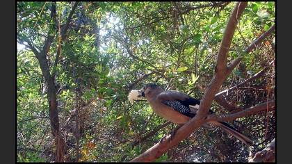 Alakarga » Eurasian Jay » Garrulus glandarius