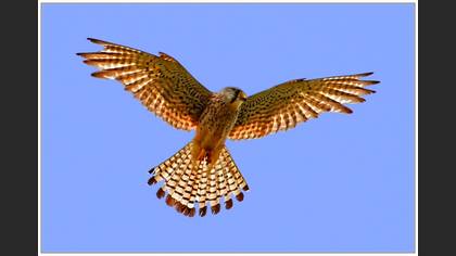 Kerkenez » Common Kestrel » Falco tinnunculus