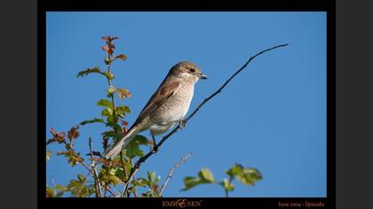 Kızılsırtlı örümcekkuşu » Red-backed Shrike » Lanius collurio