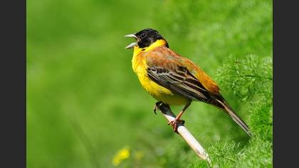 Karabaşlı kirazkuşu