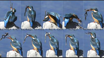 Yalıçapkını » Common Kingfisher » Alcedo atthis