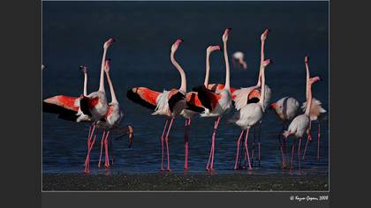 Flamingo