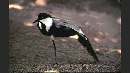Mahmuzlu kızkuşu » Spur-winged Lapwing » Vanellus spinosus