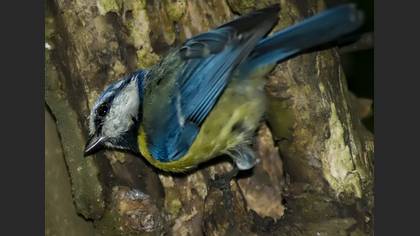 Mavi baştankara » Eurasian Blue Tit » Cyanistes caeruleus