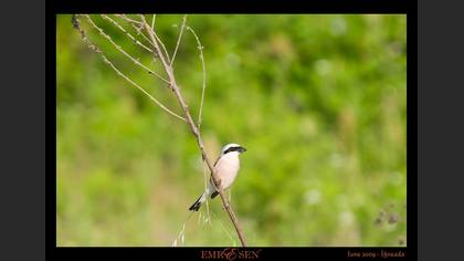 Kızılsırtlı örümcekkuşu » Red-backed Shrike » Lanius collurio