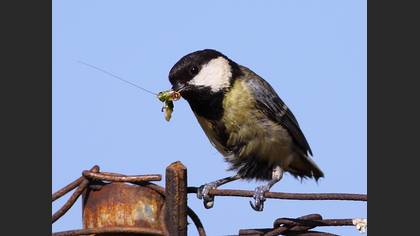 Büyük baştankara » Great Tit » Parus major