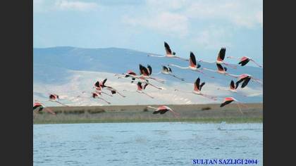 Flamingo » Greater Flamingo » Phoenicopterus roseus