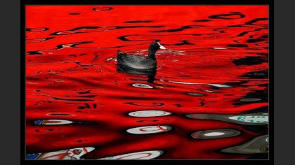 Sakarmeke » Eurasian Coot » Fulica atra