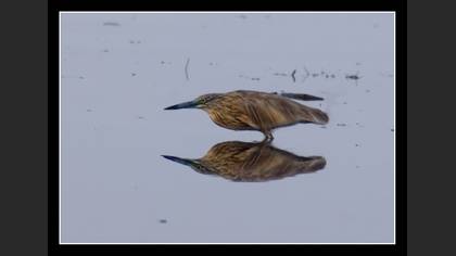 Alaca balıkçıl » Squacco Heron » Ardeola ralloides