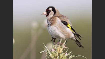 Saka » European Goldfinch » Carduelis carduelis