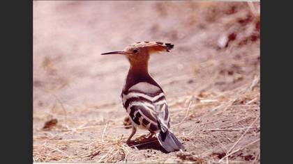 İbibik » Eurasian Hoopoe » Upupa epops