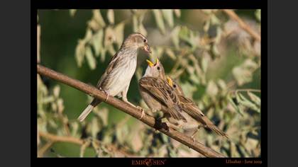 Serçe » House Sparrow » Passer domesticus