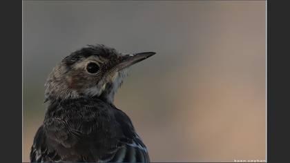 Sarı kuyruksallayan » Western Yellow Wagtail » Motacilla flava