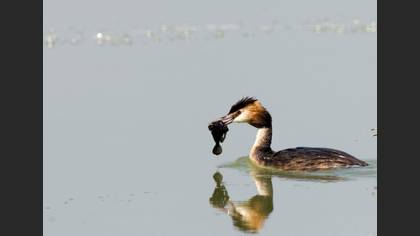 Bahri » Great Crested Grebe » Podiceps cristatus