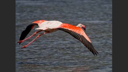 Flamingo