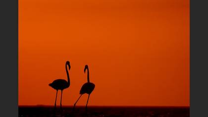 Flamingo