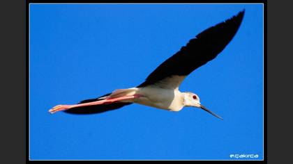 Uzunbacak » Black-winged Stilt » Himantopus himantopus
