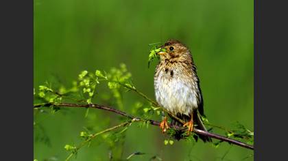 Tarla kirazkuşu » Corn Bunting » Emberiza calandra
