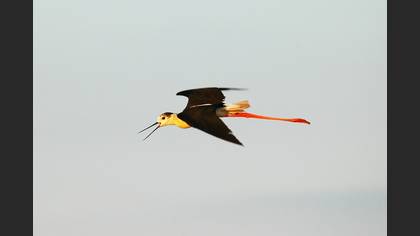 Uzunbacak » Black-winged Stilt » Himantopus himantopus
