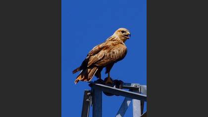 Kızıl şahin » Long-legged Buzzard » Buteo rufinus