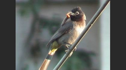 Arapbülbülü » White-spectacled Bulbul » Pycnonotus xanthopygos